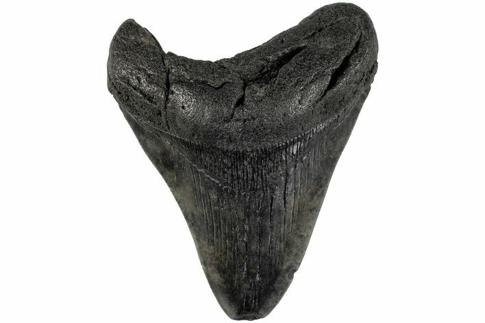 Fossil Megalodon Tooth - South Carolina #201534